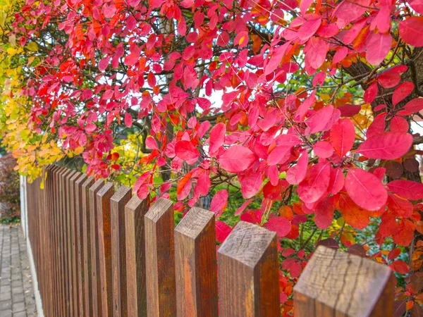 Automne arbuste naturel rouge bokeh avec de petites feuilles arrondies — Photo