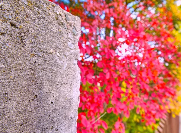 Feuilles d'automne rouge dans la clôture, fond de jardin. Scène d'automne — Photo