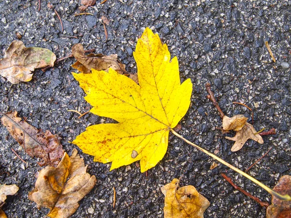 Feuille d'érable jaune-vert vif sèche d'automne sur asphalte gris — Photo