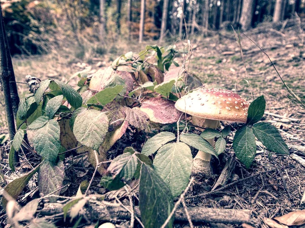 Cogumelos em um tronco de árvore - floresta. Cogumelos em um toco — Fotografia de Stock