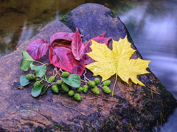 Autumn bouquet of flowers and leaves on stone in a creek — Stock Photo, Image