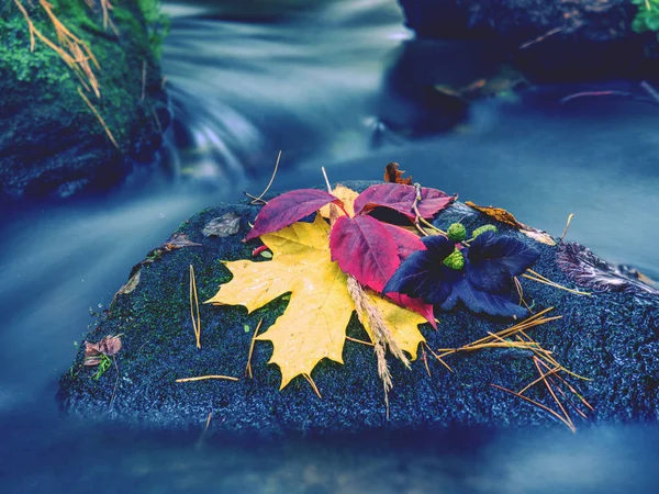 Fall season. Autumn leafage on wet moss stone in stream. — Stock Photo, Image