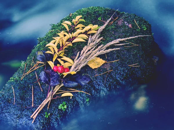 Autumn flower still in water. Stalks and leaves on sunken stone — Stock Photo, Image