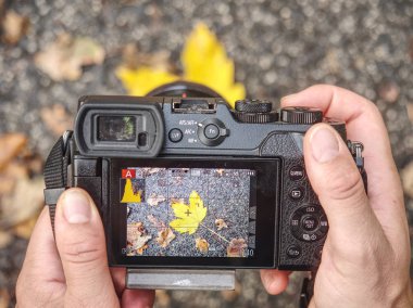 Using camera for taking autumn photos. Nice colored leaves  clipart