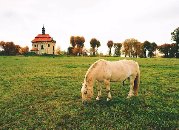 农村小礼拜堂山中的草地上喂马 — 图库照片