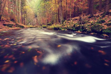 Dağ nehrindeki sonbahar ağaçlarının altında renkli nehir kıyısı