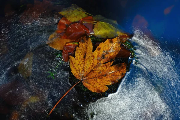 Leaf in shinning drops of mountain stream. Drops lightpainting — Stock Photo, Image