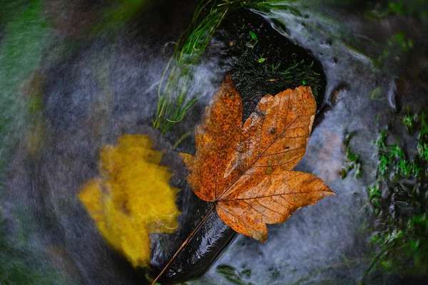 Leaf in shinning drops of mountain stream. Drops lightpainting — ストック写真