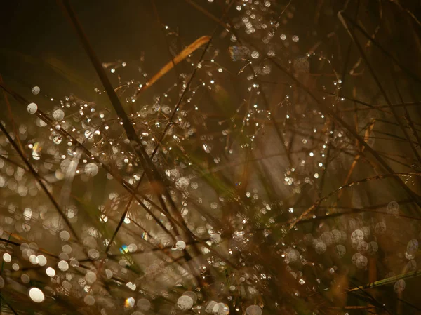 Fondo natural, gotas de agua sobre la hierba verde . — Foto de Stock