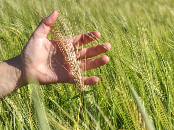 农夫用手检查小穗未成熟的小麦 — 图库照片