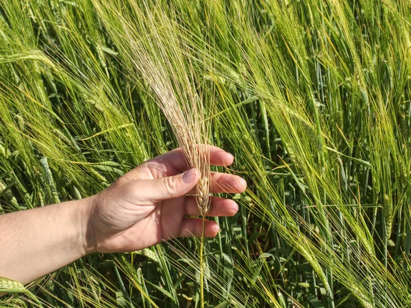 Man big hand touch corn in field. Young green barley corns