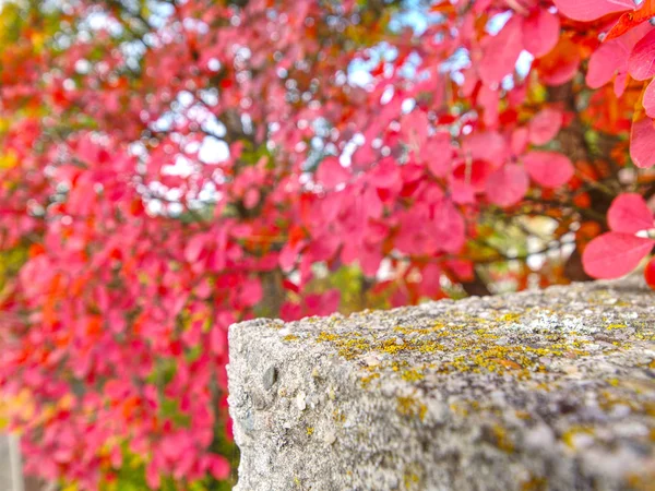 Buisson épais avec des feuilles multicolores orange et rouge — Photo