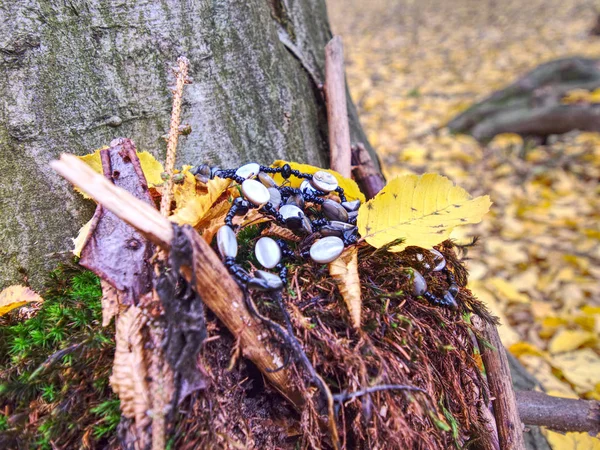 Glanzperlen und Perlen in Halskette oder Armband auf Herbstblättern — Stockfoto