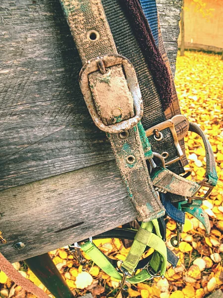 Häst headhaltrs och nylon leder hängande od trä planka — Stockfoto