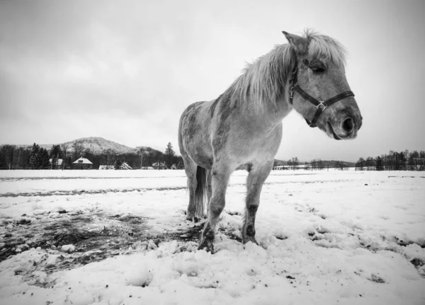 Hezký bílý kůň v čerstvém prvním sněhu. Sněžná pastvina — Stock fotografie