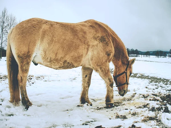 Beautiful light isabella horse in newly fallen snow looking — ストック写真