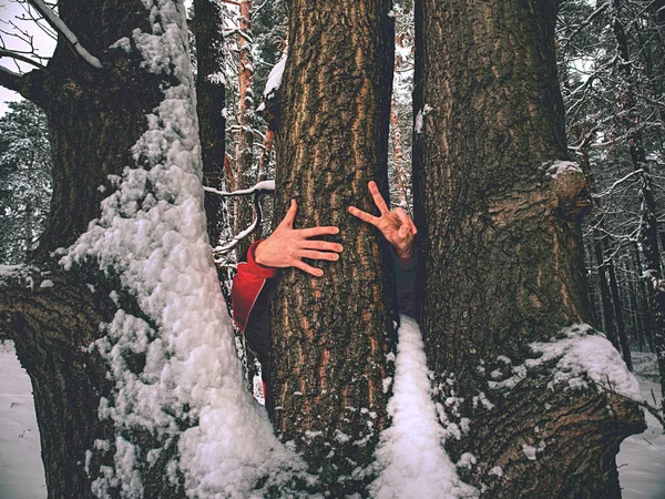 L'uomo tiene il tronco di albero con la corteccia congelata coperta di neve appiccicosa — Foto Stock