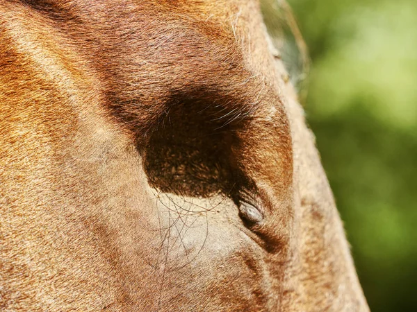 Közelkép a barna ló szem lyuk nélkül szemgolyó — Stock Fotó