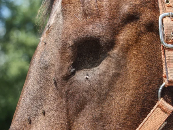 Brown blind horse. Close up. Head of horse witth missing eye — ストック写真