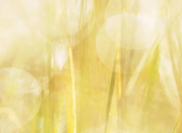 Мокрі дикорослі або бур'яни, що ростуть у трав'янистому полі — стокове фото
