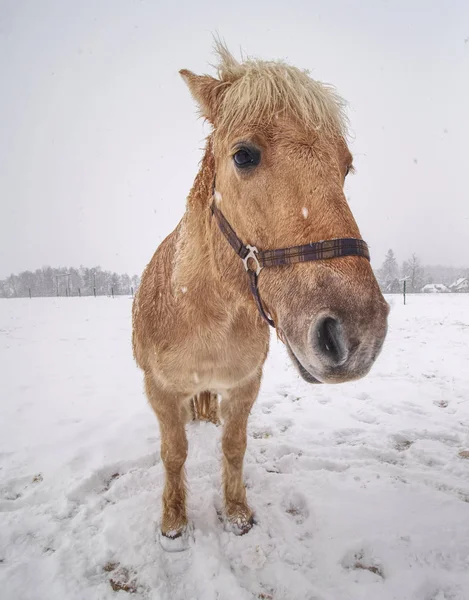 冬の雪の中のイサベラ色の馬の肖像画 — ストック写真