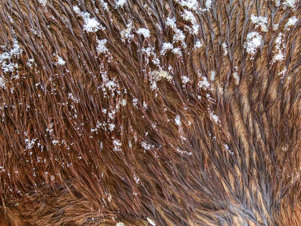 Коні волосся засніжені мокрими сніжинками, гірське пасовище — стокове фото