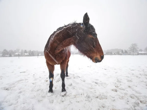 Horse standing on snow covered field while gentle snowing — ストック写真