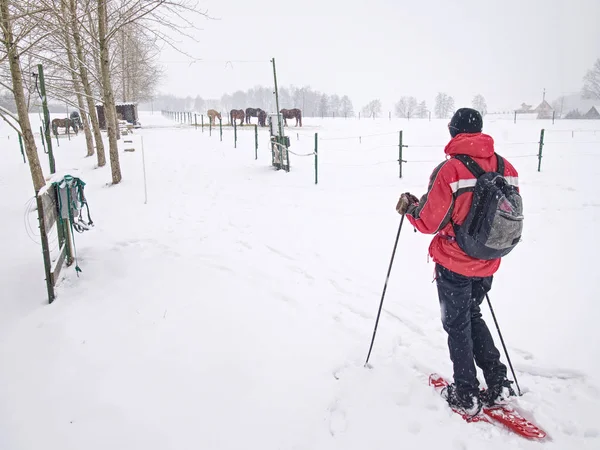 Winterwandern auf Schneeschuhen am Elektrozaun der Pferdekoppel — Stockfoto