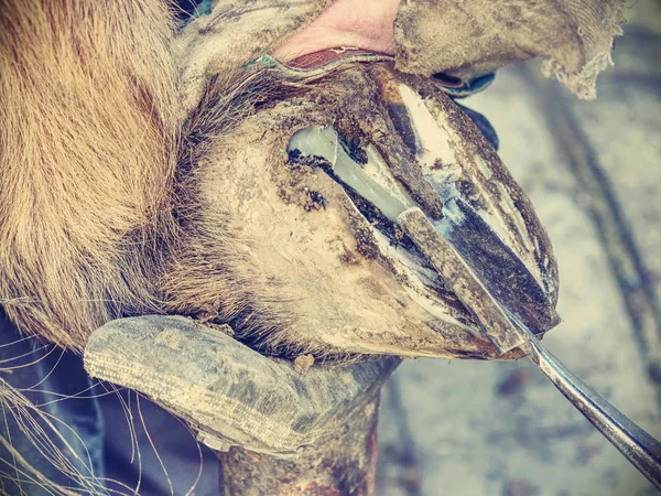 Häst bonde eller smith tydlig häst hovar, detalj — Stockfoto