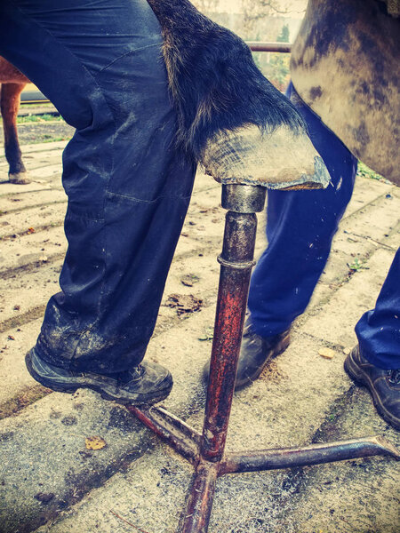 Regular trimming and balancing horses hooves