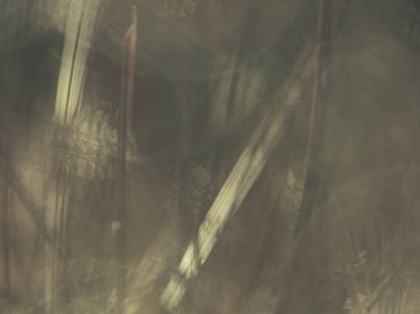 Sabahın erken saatlerinde çiğ taneleriyle bulanık yeşil çimen tarlası