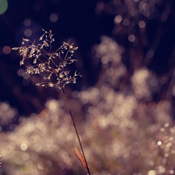 푸르른 초원의 들꽃 위로 아침 햇살 이비치다 — 스톡 사진
