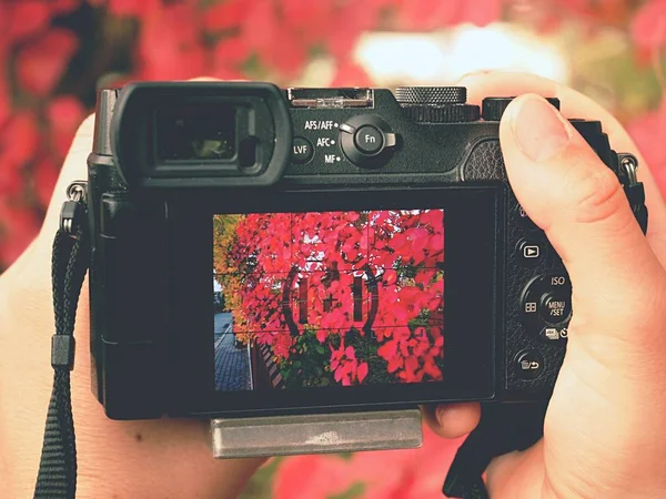 Κάμερα κοντά σε κόκκινα φθινοπωρινά φύλλα για να τραβήξετε εντυπωσιακές φωτογραφίες — Φωτογραφία Αρχείου