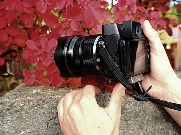 Fotocamera vicino alle foglie autunnali rosse per scattare foto impressionanti — Foto Stock