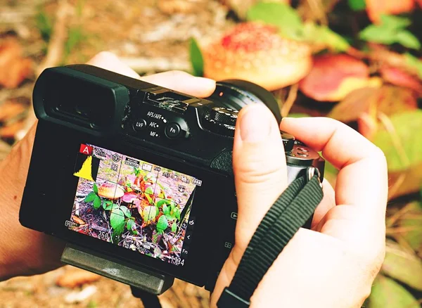 푸른 잎의 배경 사진을 찍는 디지털카메라 — 스톡 사진