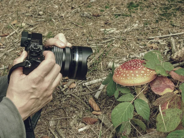 Fotografias de artista com cogumelo de câmera pequena — Fotografia de Stock