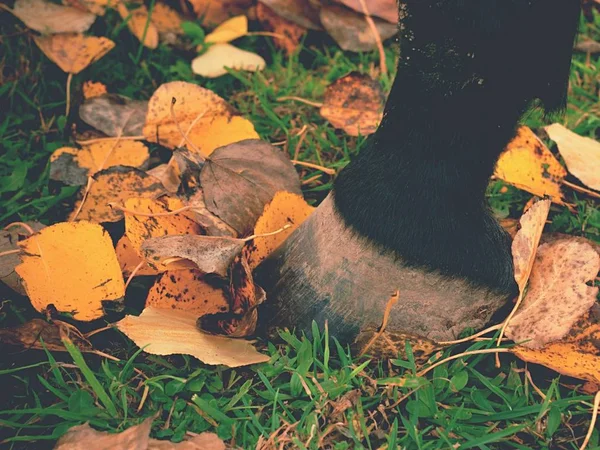 Häst hov stanna på gras med poppel löv matta — Stockfoto