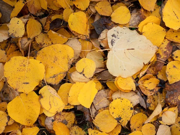 Hojas de álamo amarillo naranja otoñal en el suelo. Alfombra dorada — Foto de Stock