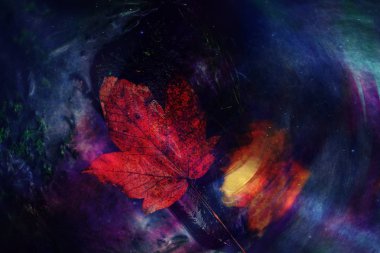 Ölüm sarı akçaağaç yaprağı dağ nehrinin suyunda taşın üzerinde