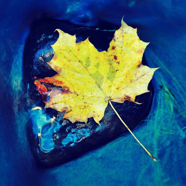 Folhas coloridas é símbolo típico do outono na natureza. Temporada de outono — Fotografia de Stock