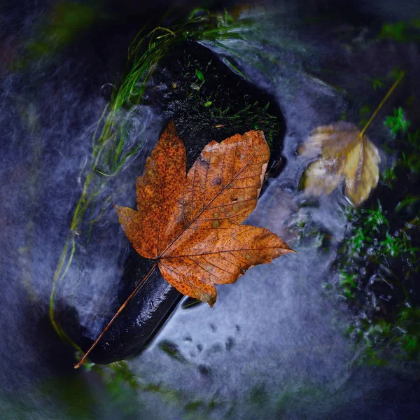 Autumn park trees and fallen autumn leaves on bank of river — Stock Photo, Image