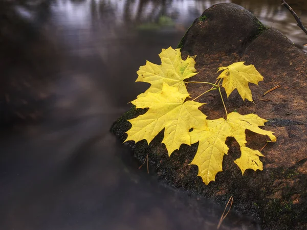 Πέτρα στο βουνό ποτάμι καλύπτονται με πολύχρωμα φθινοπωρινά φύλλα — Φωτογραφία Αρχείου