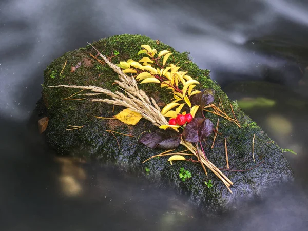 Камень в горной реке, покрытый цветными осенними листьями — стоковое фото