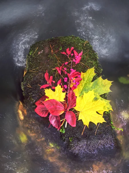 Outono colorido no parque natural - folhas vibrantes em pedra — Fotografia de Stock