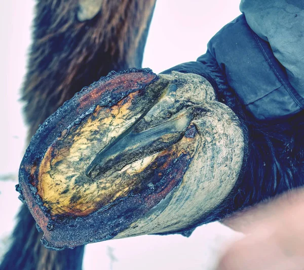 Ajuste del zapato caliente a la pezuña para asegurar el contacto exacto — Foto de Stock