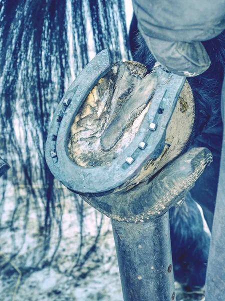 Farrier hammering new iron shoe on horse hoof — Stock Photo, Image