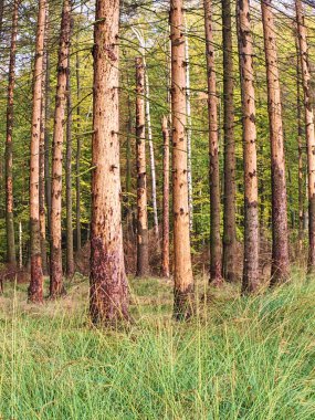 Ağaç gövdesi ormanda kabuk böcekleri tarafından yok edildi. Çürüyen Ahşap