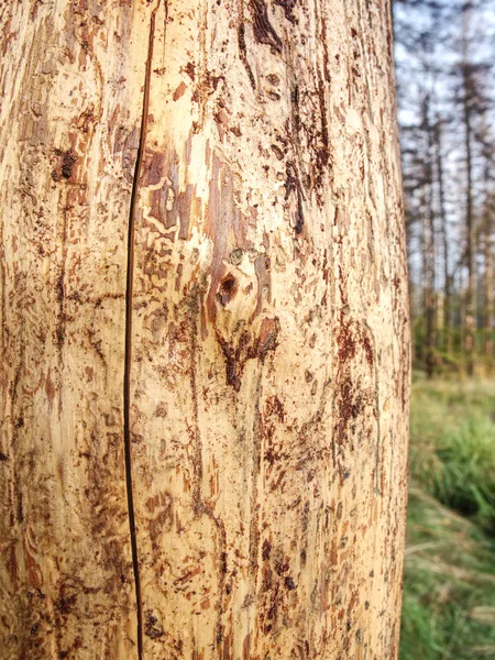 Tronco de árbol destruido por escarabajos de corteza en el bosque. Madera podrida —  Fotos de Stock