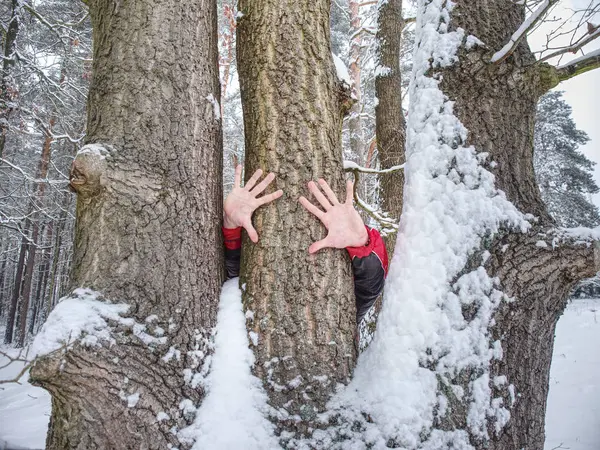 Le mani maschili tengono la corteccia di tronco d'albero. Corteccia di albero ruvida con neve . — Foto Stock