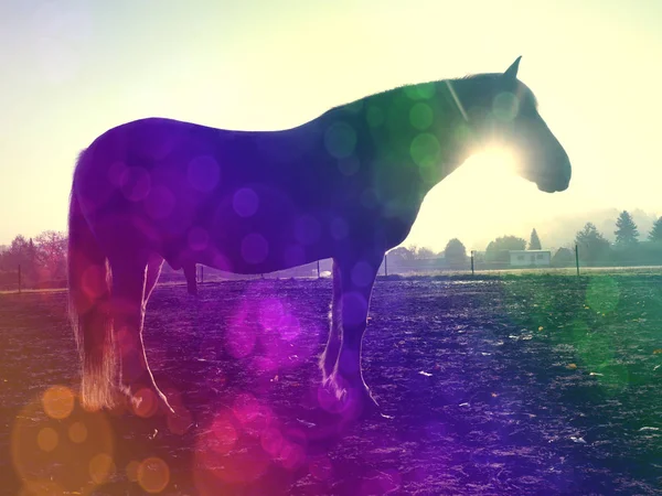 Stiliserad häst stanna i äng täcka med hesparfrost — Stockfoto